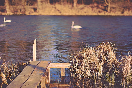 brown footbridge near calm body of water with swan swimming thumbnail
