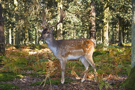 brown deer standing near fern plants thumbnail