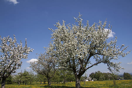white flower trees thumbnail