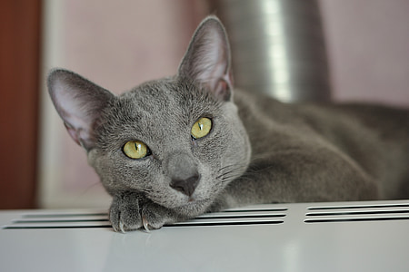 grey cat lying on white surface thumbnail
