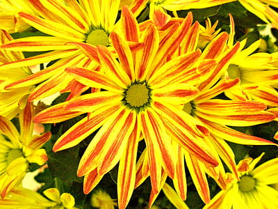 Not the real name, but the color accents on each petal look like they have been touched by an artist s paintbrush. thumbnail