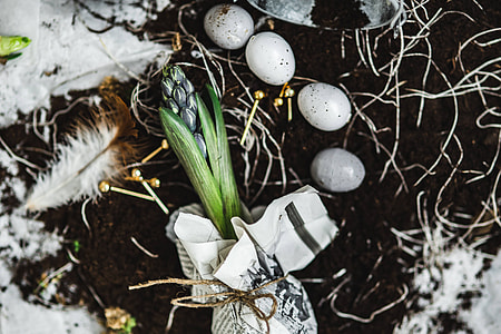 Woman planting seedlings on a newspaper covered table with quail eggs thumbnail