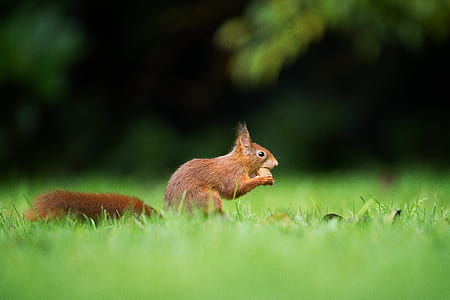 selective focus photography of brown squirrel eating nut thumbnail