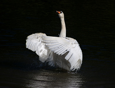 shallow photography of white duck thumbnail