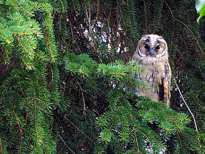 brown owl on tree at daytime thumbnail