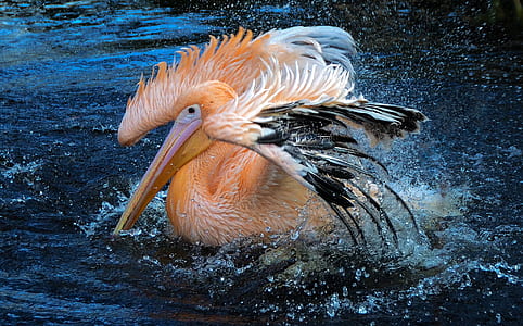 orange and black pelican on body of water thumbnail