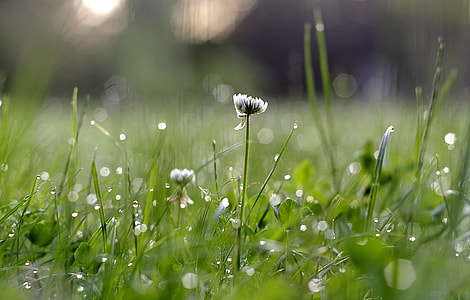 selective focus photo of white clover flower thumbnail