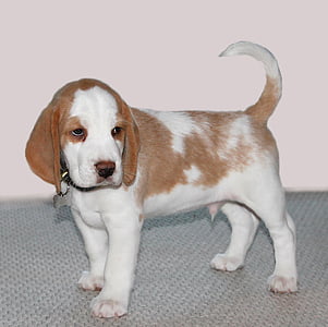 white and tan beagle puppy standing on gray surface thumbnail
