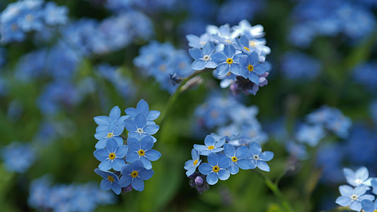 tilt lens photography of blue flowers thumbnail