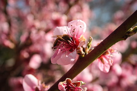 Pink Flowers thumbnail