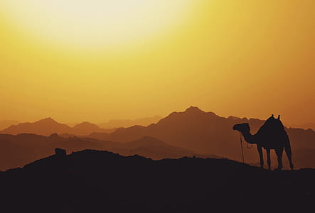 silhouette landscape photo of camel thumbnail