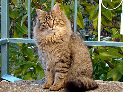 gray and black tabby cat thumbnail