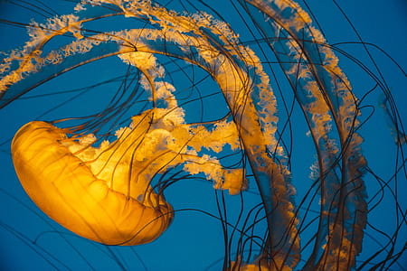 yellow jellyfish underwater thumbnail