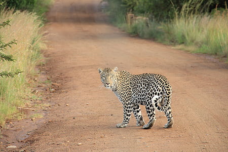 adult leopard thumbnail