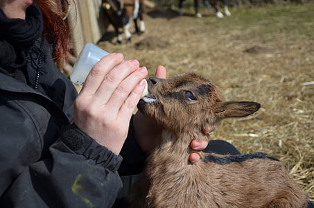 woman feeding the kid goat thumbnail