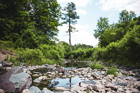Tree reflected in stream surrounded with rocks in the forest thumbnail
