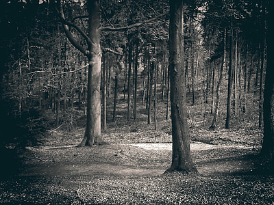 grayscale photography of forest thumbnail