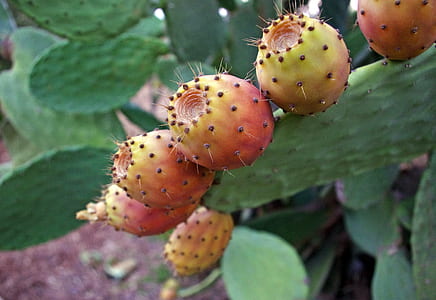 selective focus photography of cactus plant thumbnail