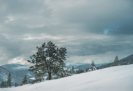 green leafed tree on white snow thumbnail