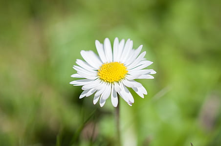 ox-eyed daisy flower thumbnail