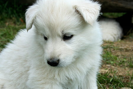 short-coated white puppy sitting on green grasses thumbnail