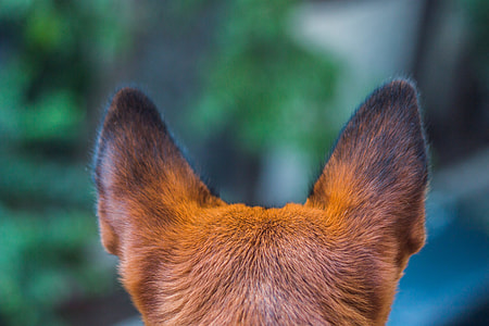 shallow focus of animal ears thumbnail