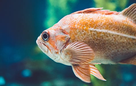 elongated orange fish swimming in water thumbnail