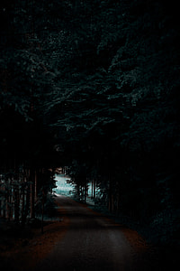 pathway between trees thumbnail