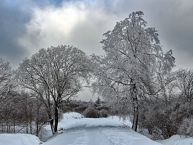 leafless trees covered with snow at daytime thumbnail