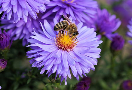 selective focus photo of bee on purple flower thumbnail