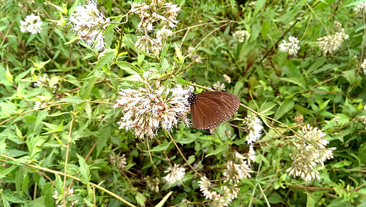 Round-Winged Crow Butterflies thumbnail