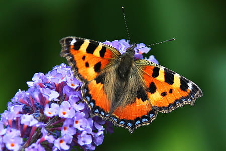 close-up of tortoiseshell butterfly perched on purple petaled flower thumbnail
