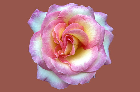 pink and yellow rose photo thumbnail