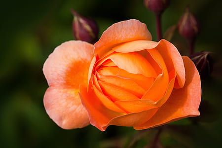 orange rose close up photo thumbnail