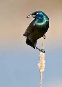 selected focus photo of teal and brown bird on stick thumbnail