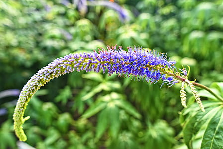 selective focus photo of blue petaled flower thumbnail