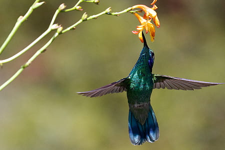 shallow focus photography of blue bird flying thumbnail