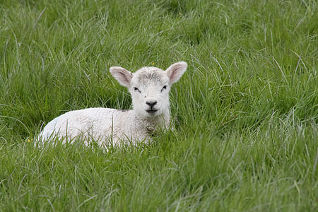white sheep on green grass during daytime thumbnail