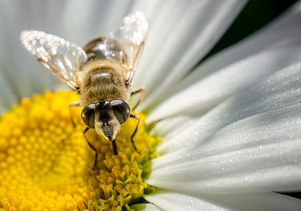 honey bee thumbnail