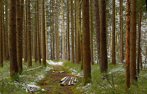 trees surrounded by grass thumbnail