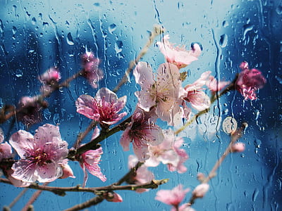 selective focus of pink cherry blossom flowers thumbnail