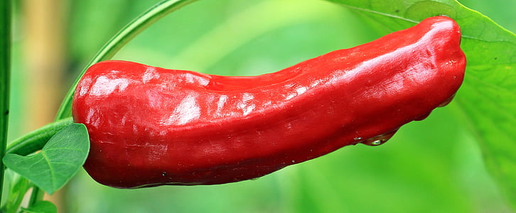 red chili pepper thumbnail