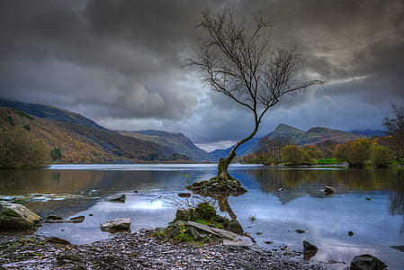 bare tree in the middle of lake thumbnail