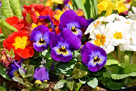 assorted-color pansy flowers thumbnail