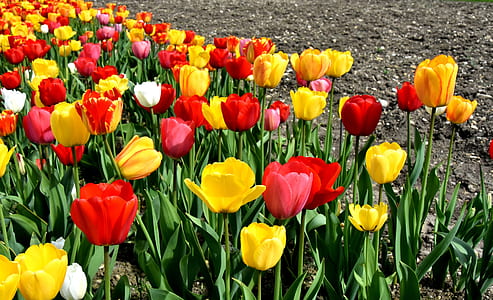 red-and-yellow flowers thumbnail