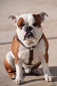 white and brown bulldog sitting on brown floor thumbnail