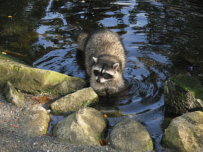 raccoon on body of water thumbnail