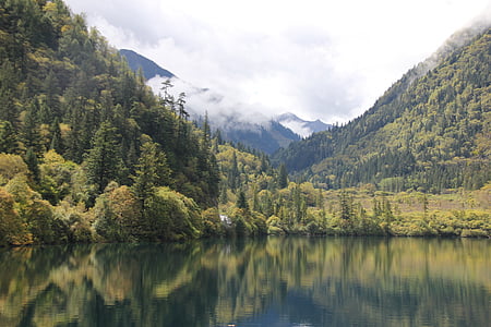green leafed tree lot on front of body of water thumbnail