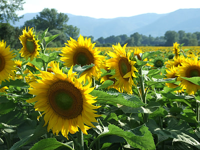 Sunflower flowers at garden thumbnail