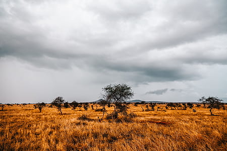 Landmark Photography of Trees thumbnail
